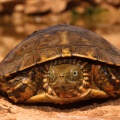 Saharan pond turtle (Mauremys leprosa saharica) Garry Smith